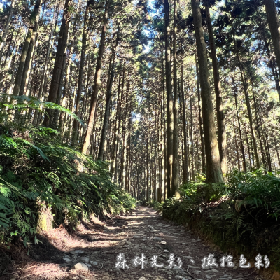 圖2.在永泰林場裡轉換視角，找尋森林的光影與色彩 (新竹分署提供)